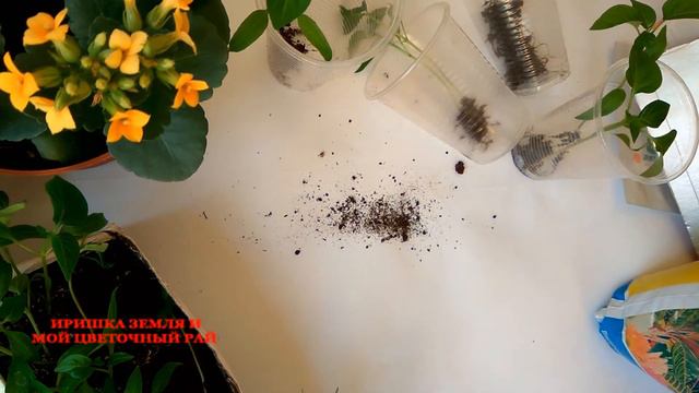 Пикировка сладкого перца, как собрать большой урожай сладкого перца. смотреть онлайн
