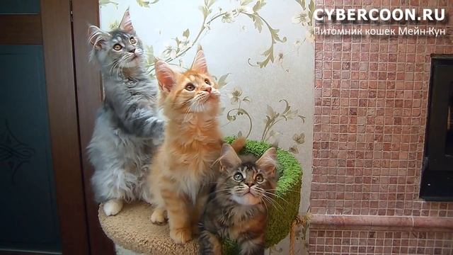 Кошки Мейн Кун - очень опасные звери :) MaineCoon#