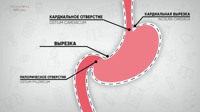Анатомия желудка смотреть онлайн