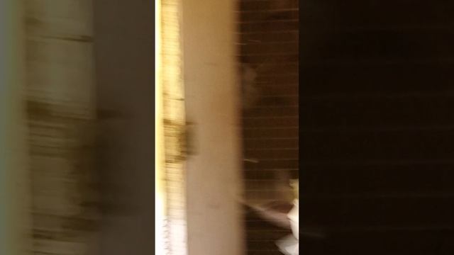 Голуби Ломова С Голубки смотреть онлайн