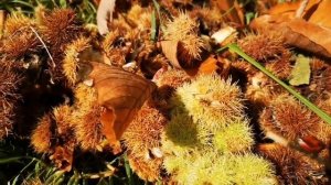 Как выглядит дерево съедобный каштан. Castanea sativa, the sweet chestnut, Spanish chestnut .