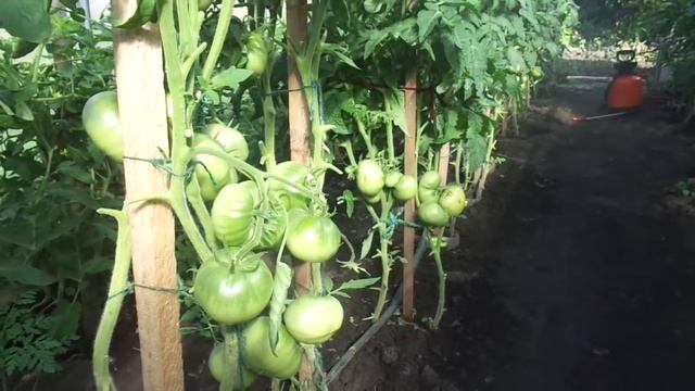 ЭФФЕКТИВНАЯ ОБРАБОТКА ТОМАТОВ ОТ ФИТОФТОРЫ. ТРИХОПОЛ. Ольга Чернова. смотреть онлайн