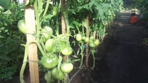 ЭФФЕКТИВНАЯ ОБРАБОТКА ТОМАТОВ ОТ ФИТОФТОРЫ. ТРИХОПОЛ. Ольга Чернова.