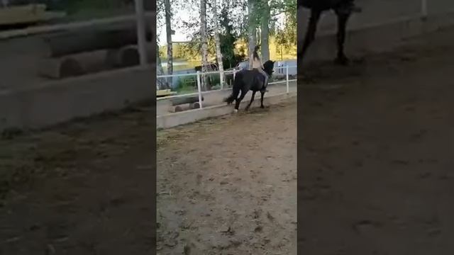 Линкольн представляет? бывает плохое настроение и у лошадей #лошади #конь #свечки #воронойконь смотреть онлайн