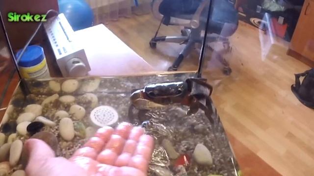 Радужный краб. Берём на руки смотреть онлайн