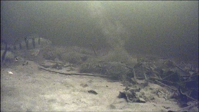 Ловля окуня зимой. Самодельный балансир.  Focusfish.