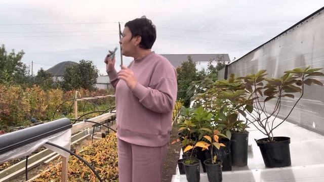 Как будут зимовать гортензии, плодовые и декоративные в закрытой корневой. смотреть онлайн