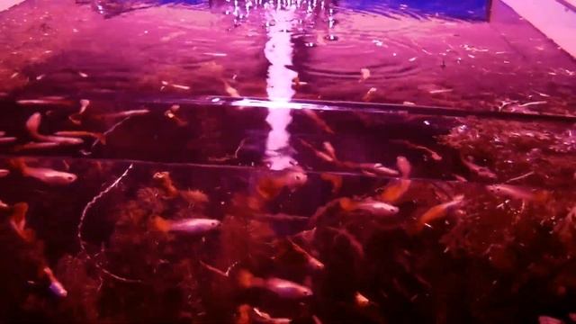 Прожектор с диодом COB в рабочем аквариуме смотреть онлайн