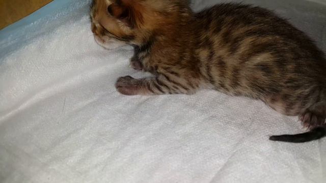 Новорожденные бенгальские котята/ Newborn Bengal kittens смотреть онлайн