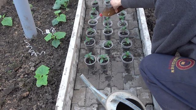 СДЕЛАЙ ТАК И РАССАДА ПЕРЦА БУДЕТ ИДЕАЛЬНОЙ! смотреть онлайн