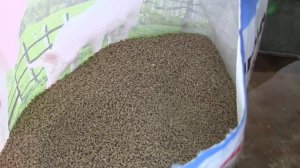 Дегельминтизация поросят Ивермеком