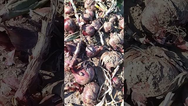 Уборка лука окончена - подсчитываю расходы и понимаю... смотреть онлайн