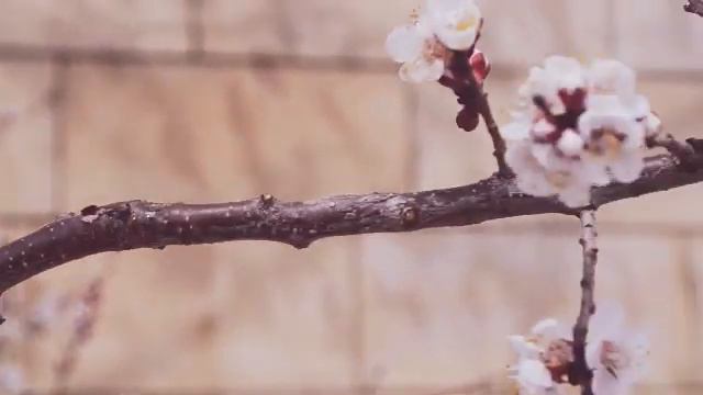 Акуша Весна смотреть онлайн