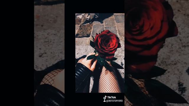Мои любимые розы 💕 смотреть онлайн