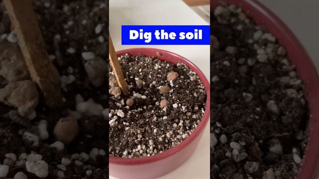 How to grow and care Gollum Jade Succulent Plant? 🪴 смотреть онлайн