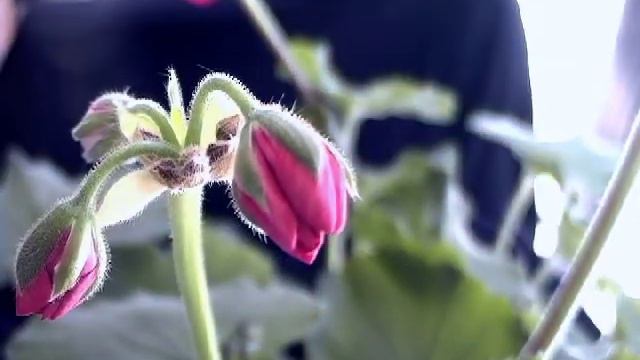 Time Lapse of Geranium Opening смотреть онлайн