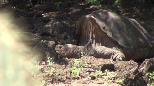 Island hopping the Galapagos Islands: Puerto Ayora смотреть онлайн