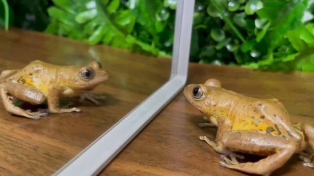 frog vs game, frog vs movie, frog vs mirror? смотреть онлайн