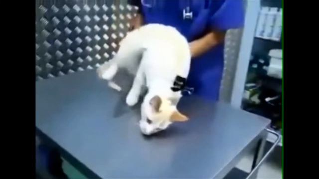Смешное видео, кошка застыла смотреть онлайн
