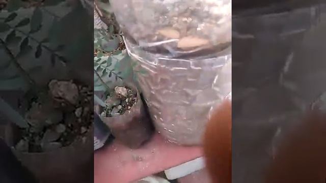 Excelente clima p Pistacia Vera Pistache 11 Noviembre 2019 Victoria Tamaulipas смотреть онлайн