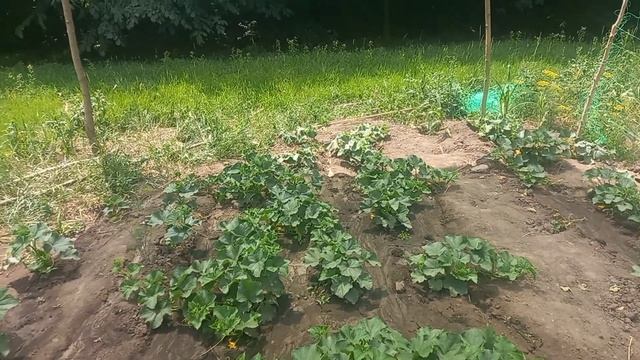 Затіняюча сітка, Дощ, огірки