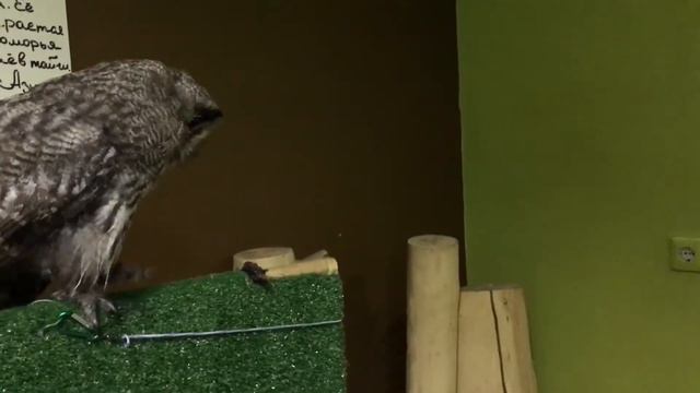 Совиный дом смотреть онлайн