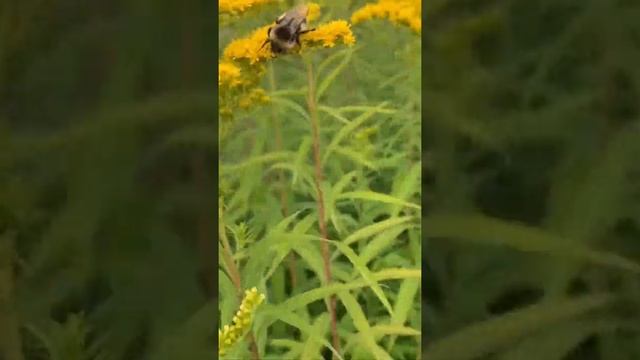 Желтые краски на даче. #shorts смотреть онлайн