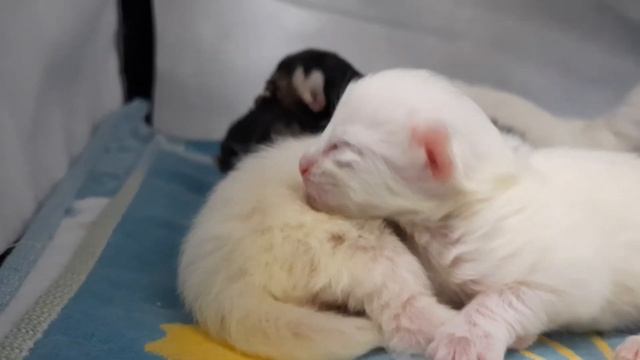 Новорожденные котята. Милые котята из помета "G". смотреть онлайн