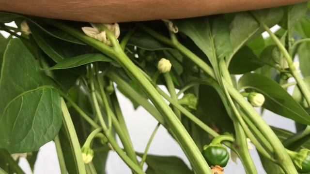 Обзор теплицы с ТОМАТАМИ июль 2021. ЗАВЯЗАЛОСЬ МОРЕ ГИГАНТОВ смотреть онлайн