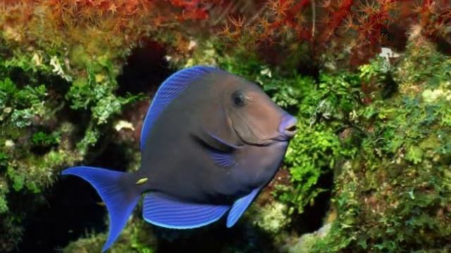 Этот удивительный водный мир смотреть онлайн