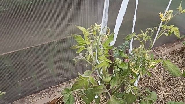 Сибирь. Обзор томатов, на которых завязываются плоды. смотреть онлайн