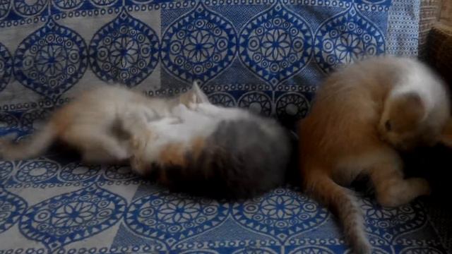 VID 20160809 071421 смотреть онлайн