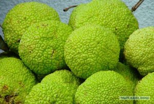 Маклюра или Адамово яблоко. Настойка и инфуз  из маклюры.