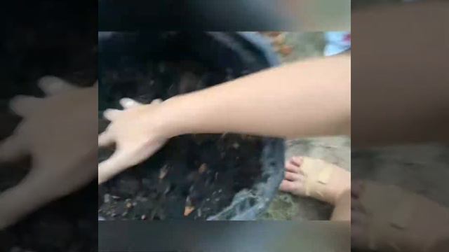 plant a moon stone rose in Rosie garden смотреть онлайн