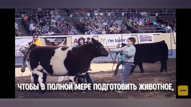 Удивительные животные смотреть онлайн