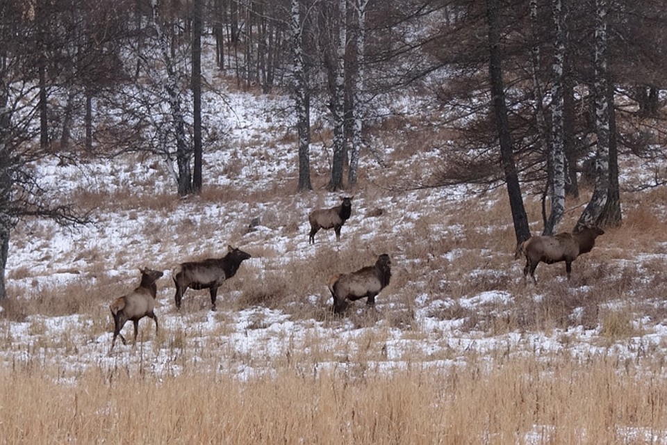 ОХОТА НА ИЗЮБРЯ И МЕДВЕЖЬЯ БЕРЛОГА .mp4