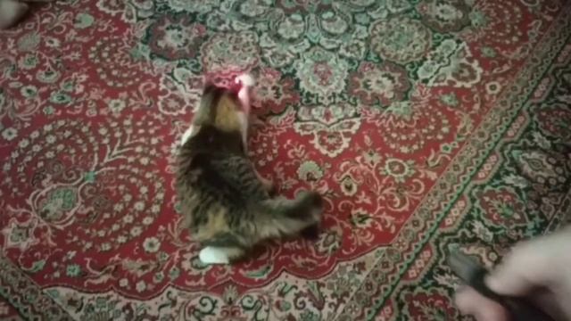 про кошку по кличке Мия смотреть онлайн