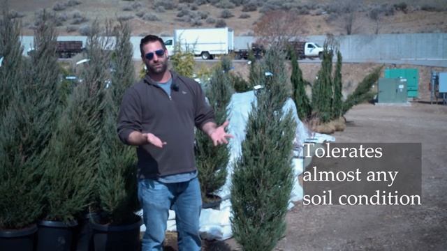 Juniperus scopularum Blue Arrow Rocky Mountain Upright Juniper смотреть онлайн