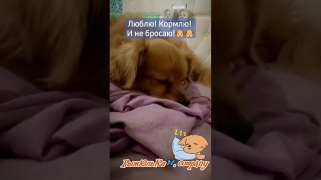 Сыночка мой! #humor #юмор #собака #dog #рыжий смотреть онлайн