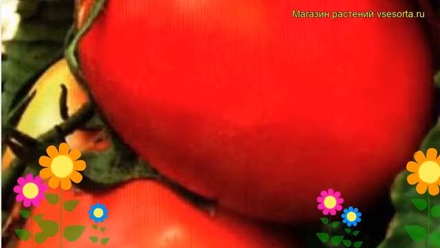 Томат обыкновенный Царь Петр. Краткий обзор, описание характеристик, где купить семена смотреть онлайн