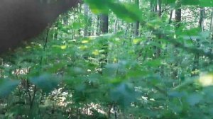 20 июня 2021 г. стабилизатор 3 ОСИ для телефона / steadicam