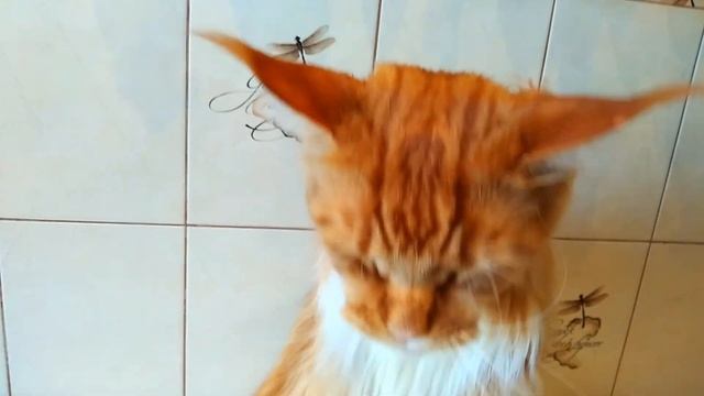 Мейн кун Степа и кот Тихон. Нельзя коту быть не расчёсанным смотреть онлайн