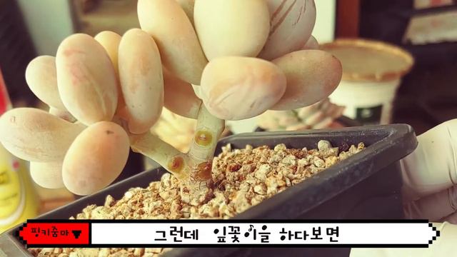 succulent garden, succulent leaf propagation know-how (多肉植物)다육이 번식해서 부업 재테크로 다육재벌 누려보자. смотреть онлайн