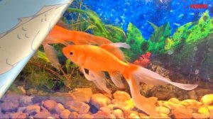 Золотая Рыбка Комета в аквариуме. Содержание, совместимость и разведение