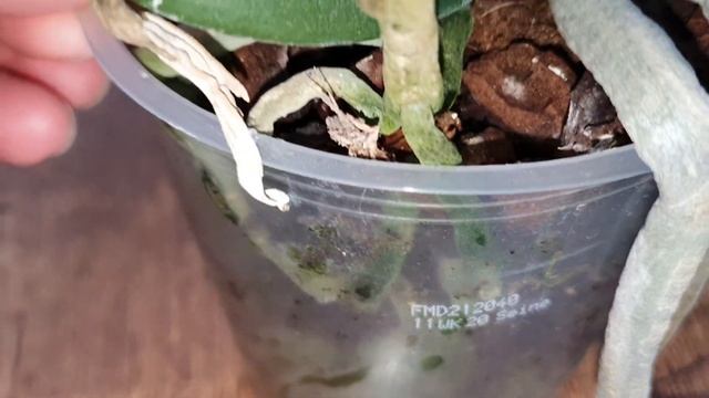 Орхидея в ПОДАРОК КрупноЦветковый ФАЛЕНОПСИС смотреть онлайн