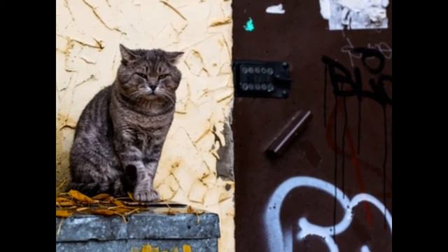 Мир животных смотреть онлайн