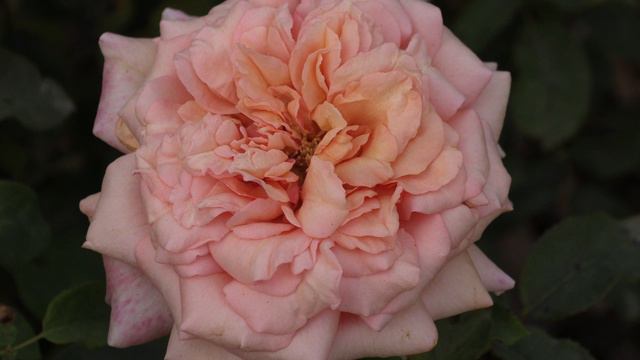 Карл Нильсен -чайно-гибридная роза,  Питомник роз Полины Козловой Rozarium.biz