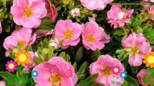 Лапчатка кустарниковая Пинк Парадиз. Краткий обзор potentilla fruticosa pink paradise Pink Paradise