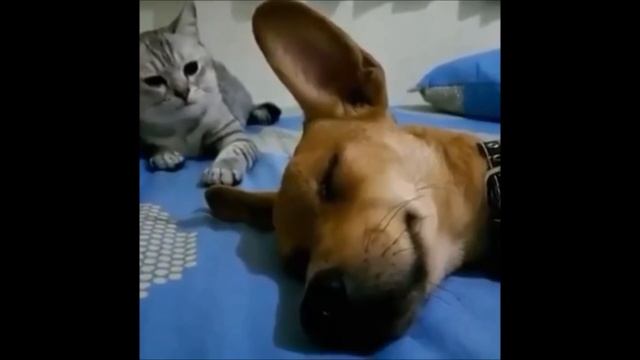 Как пукают животные??? умираю со смеху ? смотреть онлайн