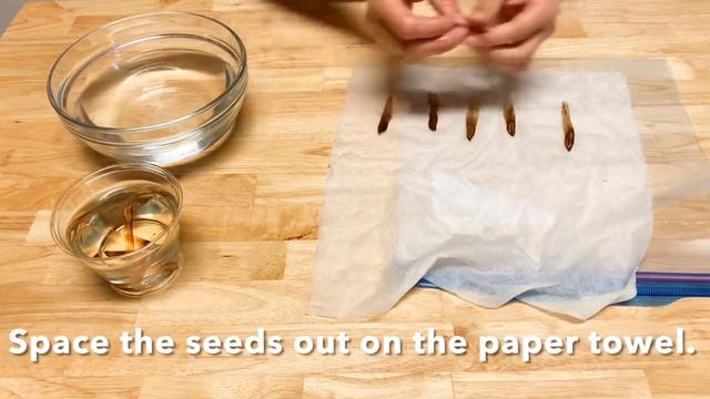 Plumeria (Frangipani) Update: Seed Pods - When to Harvest Them and How to Start the Seeds смотреть онлайн